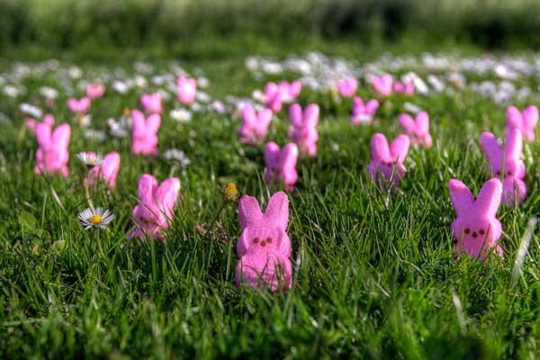 A flock of easter peeps